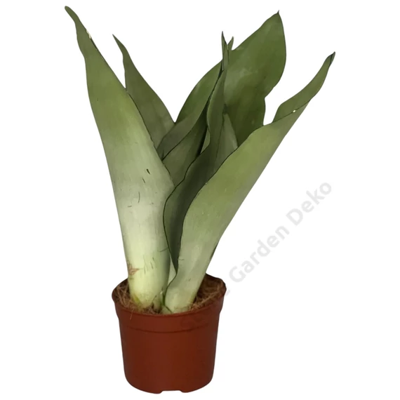Sansevieria Moonshine