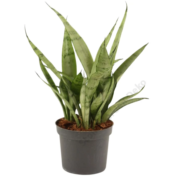 Sansevieria Silver Princess