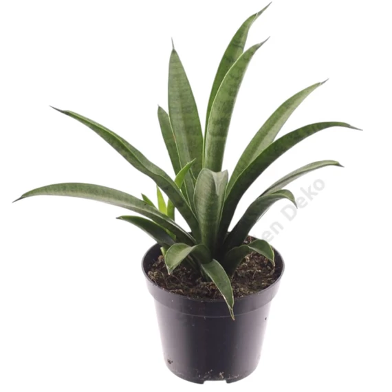 Sansevieria Trifasciata Tess