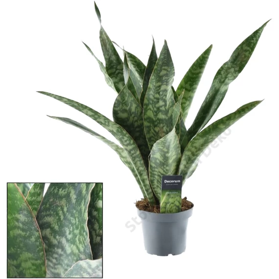 Sansevieria aubrytiana Dragon