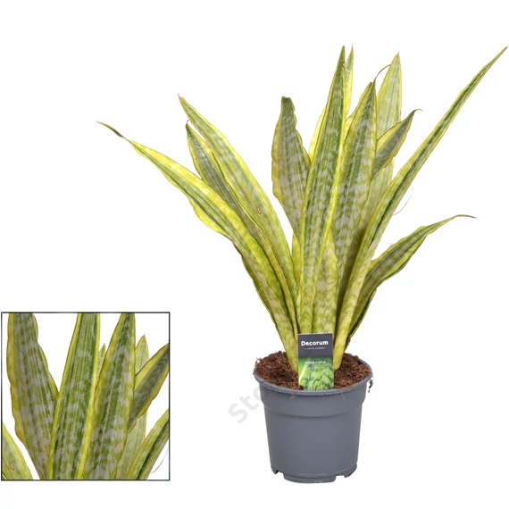 Sansevieria aubrytiana Lauren