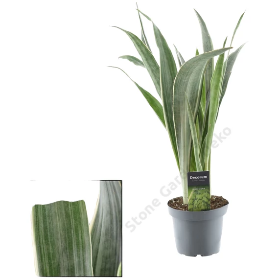Sansevieria aubrytiana Metallica