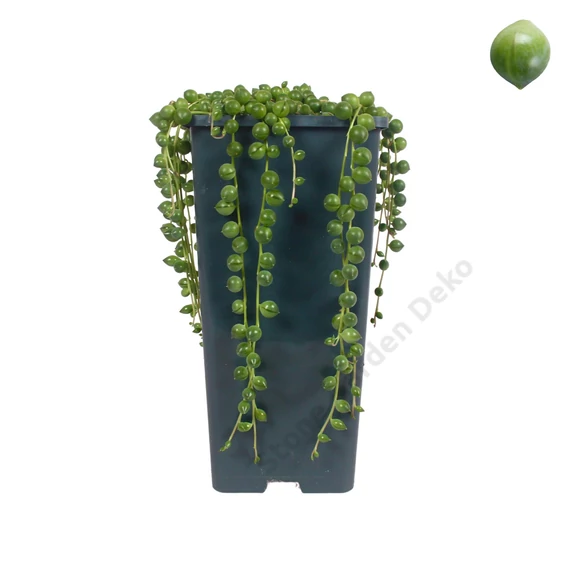 Senecio rowleyanus