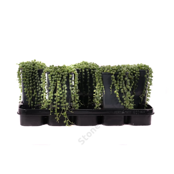 Senecio rowleyanus