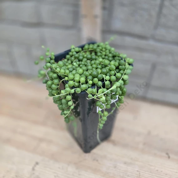 Senecio rowleyanus