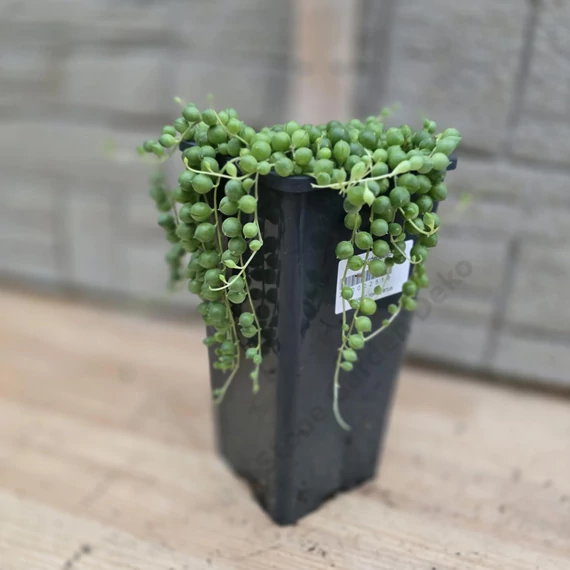 Senecio rowleyanus