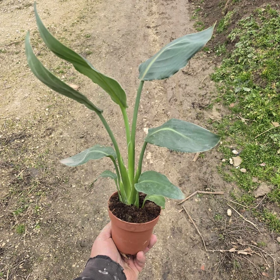 Strelitzia reginae