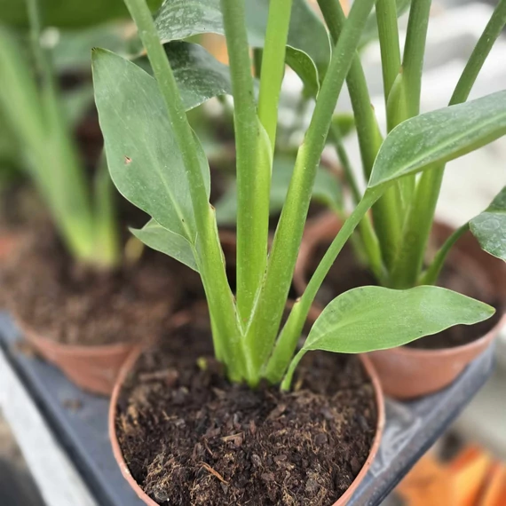 Strelitzia reginae