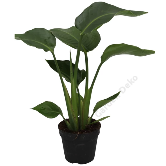 Strelitzia Nicolai