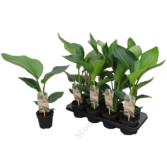 Strelitzia Nicolai