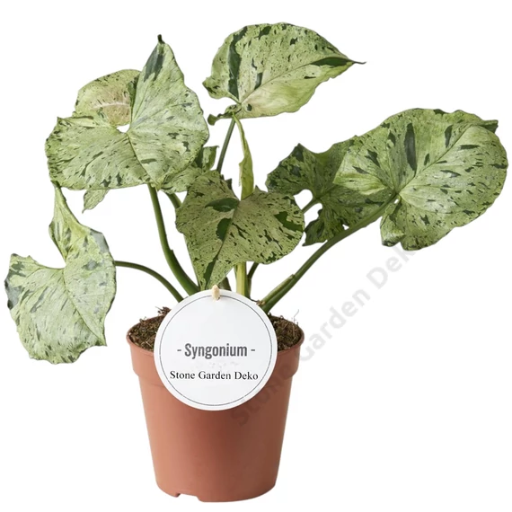 Syngonium Green Splash