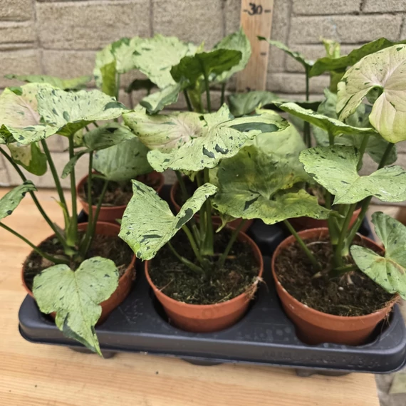 Syngonium Green Splash