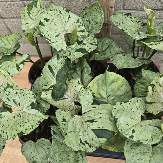 Syngonium Green Splash