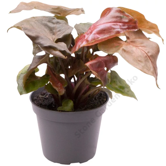 Syngonium Maria
