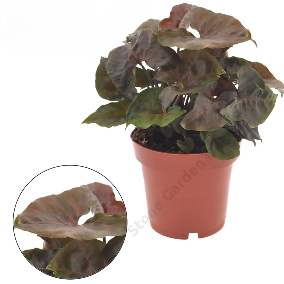 Syngonium Maria