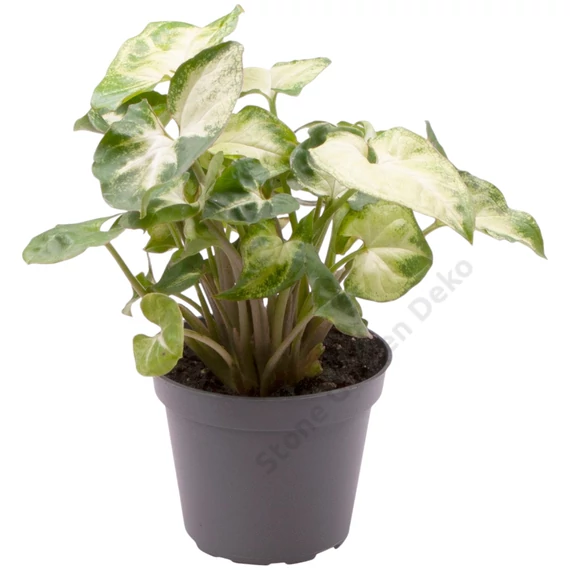 Syngonium Pixie