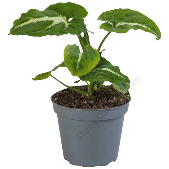 Syngonium Wendlandii