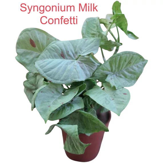 Syngonium Milk Confetti