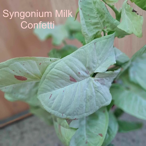 Syngonium Milk Confetti