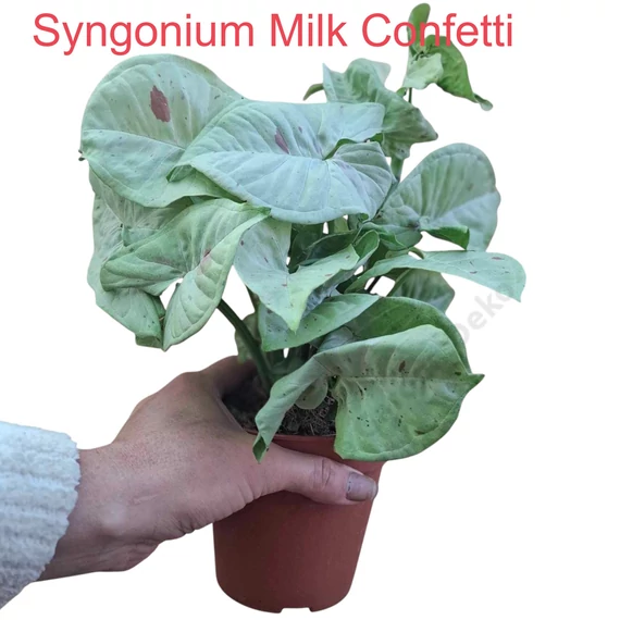 Syngonium Milk Confetti
