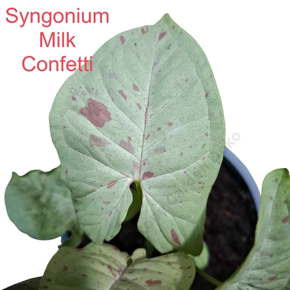 Syngonium Milk Confetti