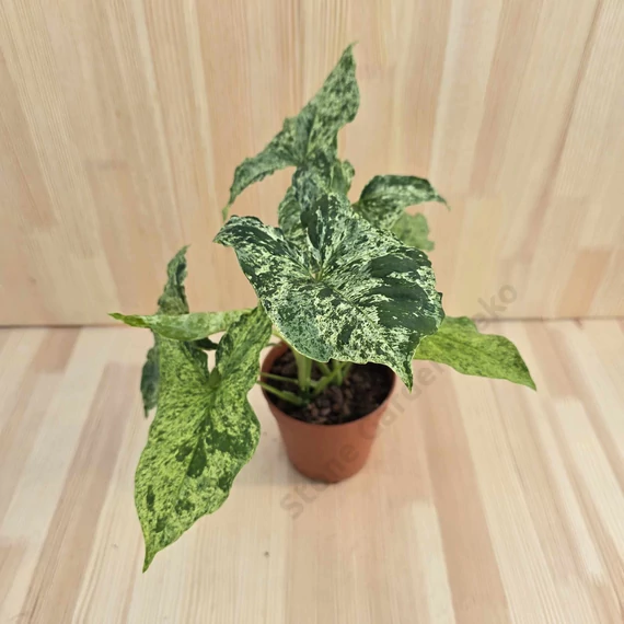Syngonium mottled Mojito