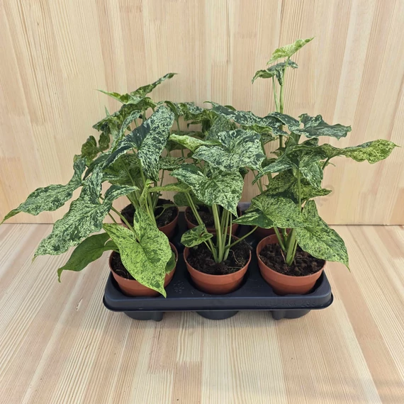 Syngonium mottled Mojito