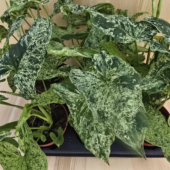 Syngonium mottled Mojito