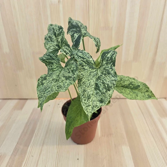 Syngonium mottled Mojito