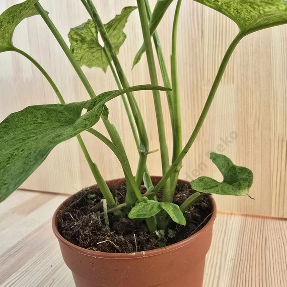 Syngonium mottled Mojito