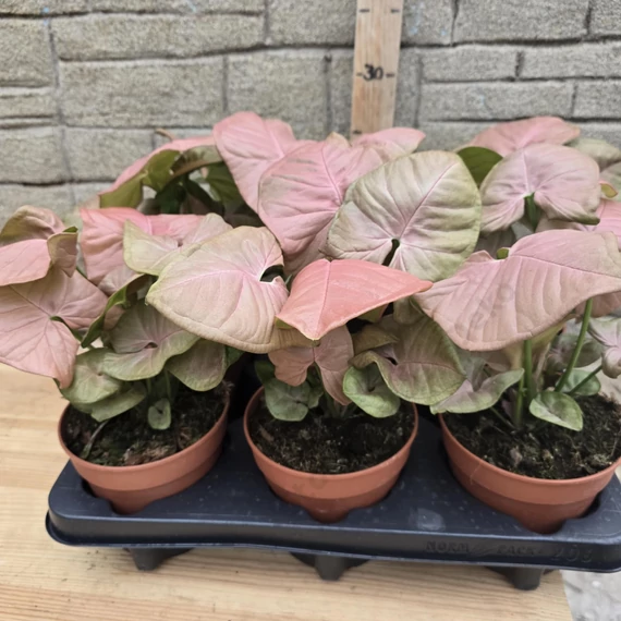 Syngonium Neon Robusta