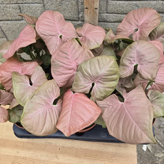 Syngonium Neon Robusta