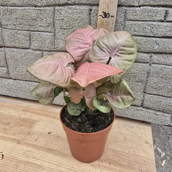 Syngonium Neon Robusta