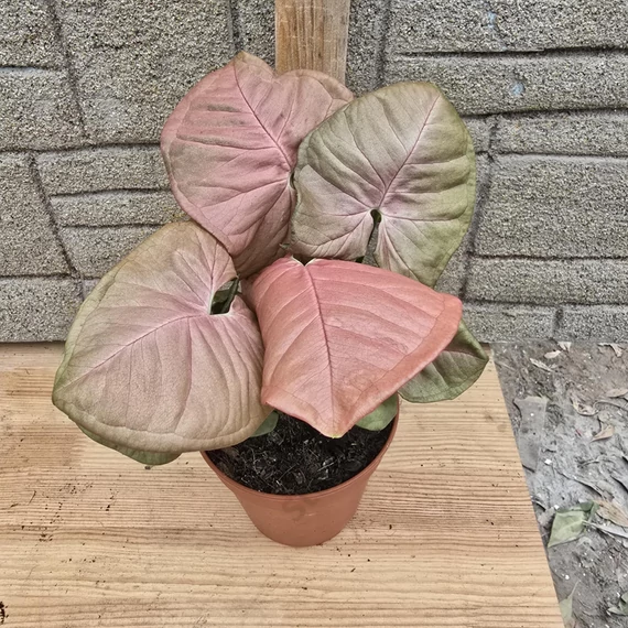 Syngonium Neon Robusta