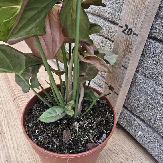 Syngonium Neon Robusta