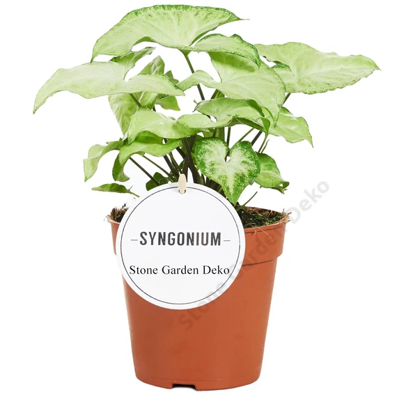 Syngonium White Butterfly