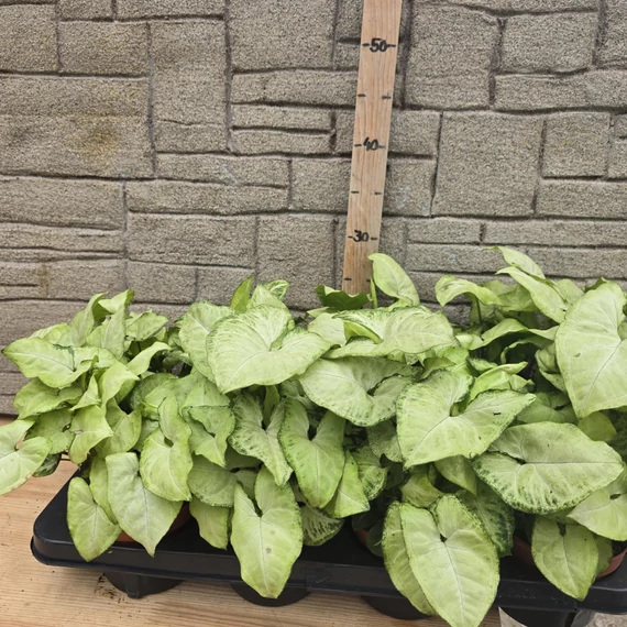Syngonium White Butterfly