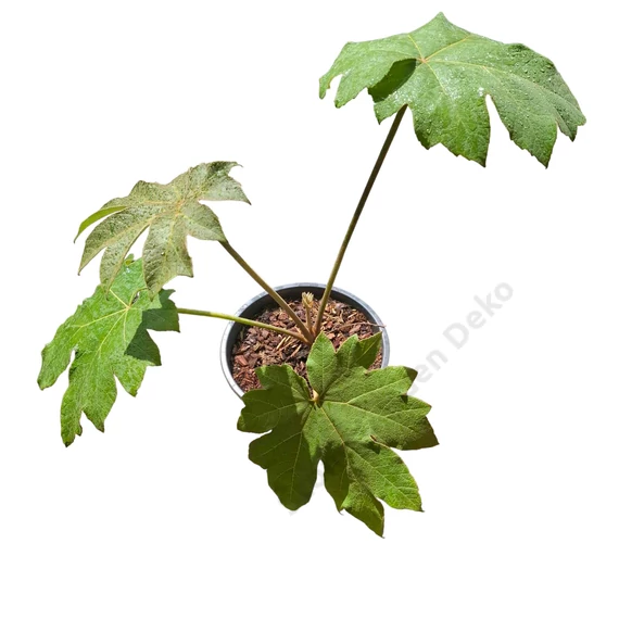 Tetrapanax papyrifera