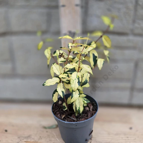 Trachelospermum asiaticum