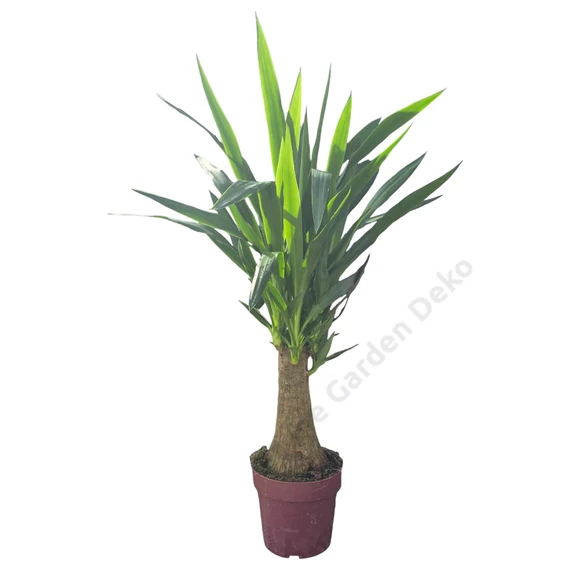 Yucca Elephantipes