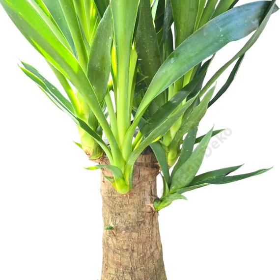 Yucca Elephantipes