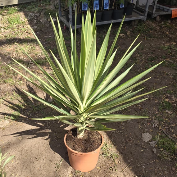 Yucca Jewel