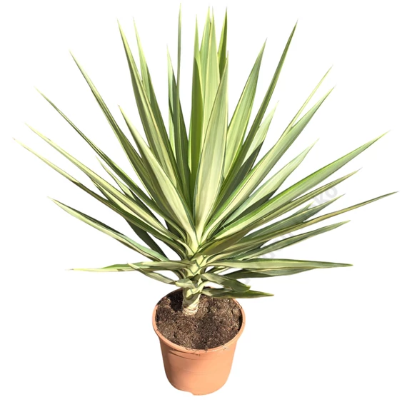 Yucca Jewel