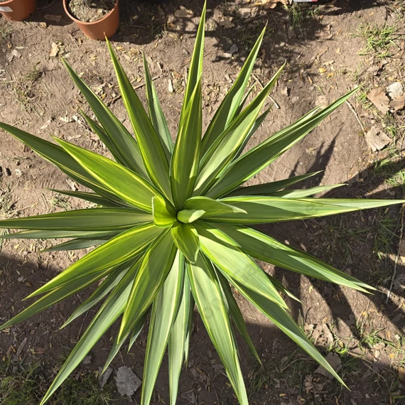 Yucca Jewel