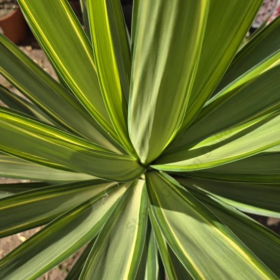 Yucca Jewel