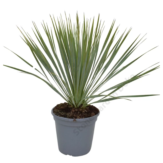 Yucca rostrata