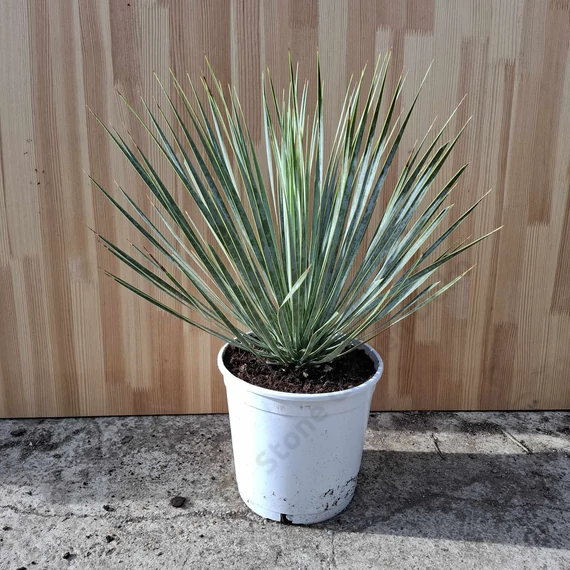 Yucca rostrata