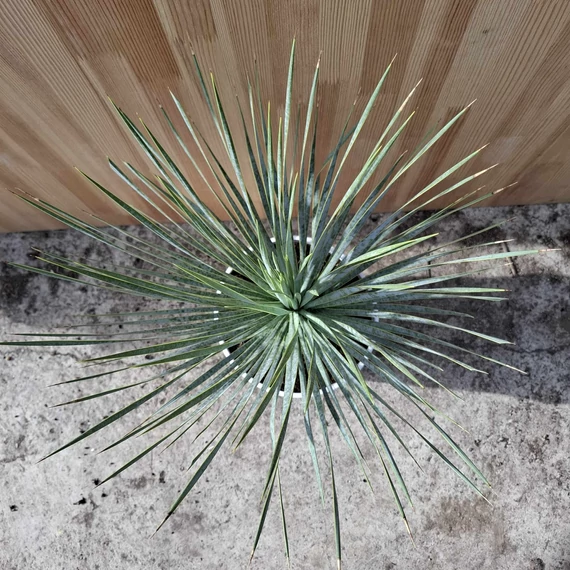 Yucca rostrata