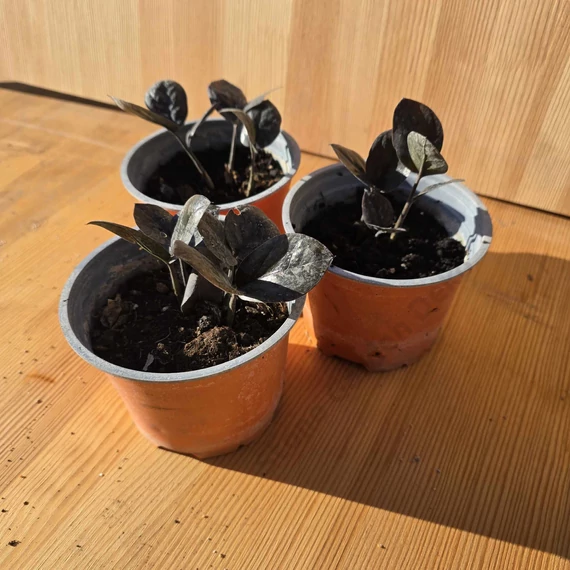 Zamioculcas zamiifolia Raven Black