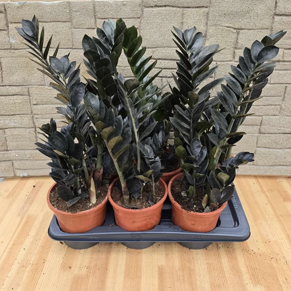 Zamioculcas zamiifolia Raven Black 5+ töves